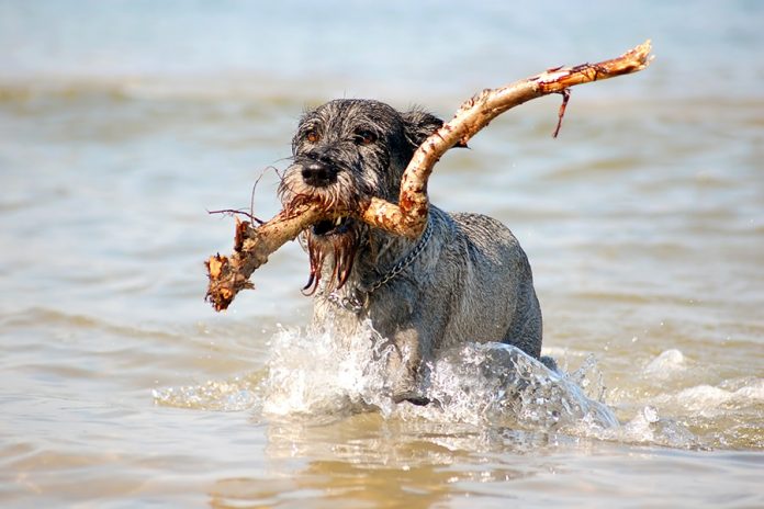 Ratgeber für Urlaub mit Hund auf Rügen Inselzeitung