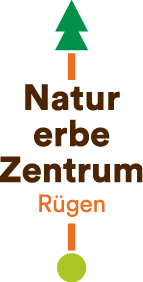 Ostseebad Binz | Inselzeitung Rügen